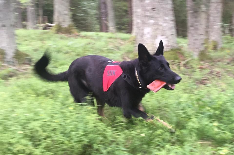 Händer på Romlands Hundcenter